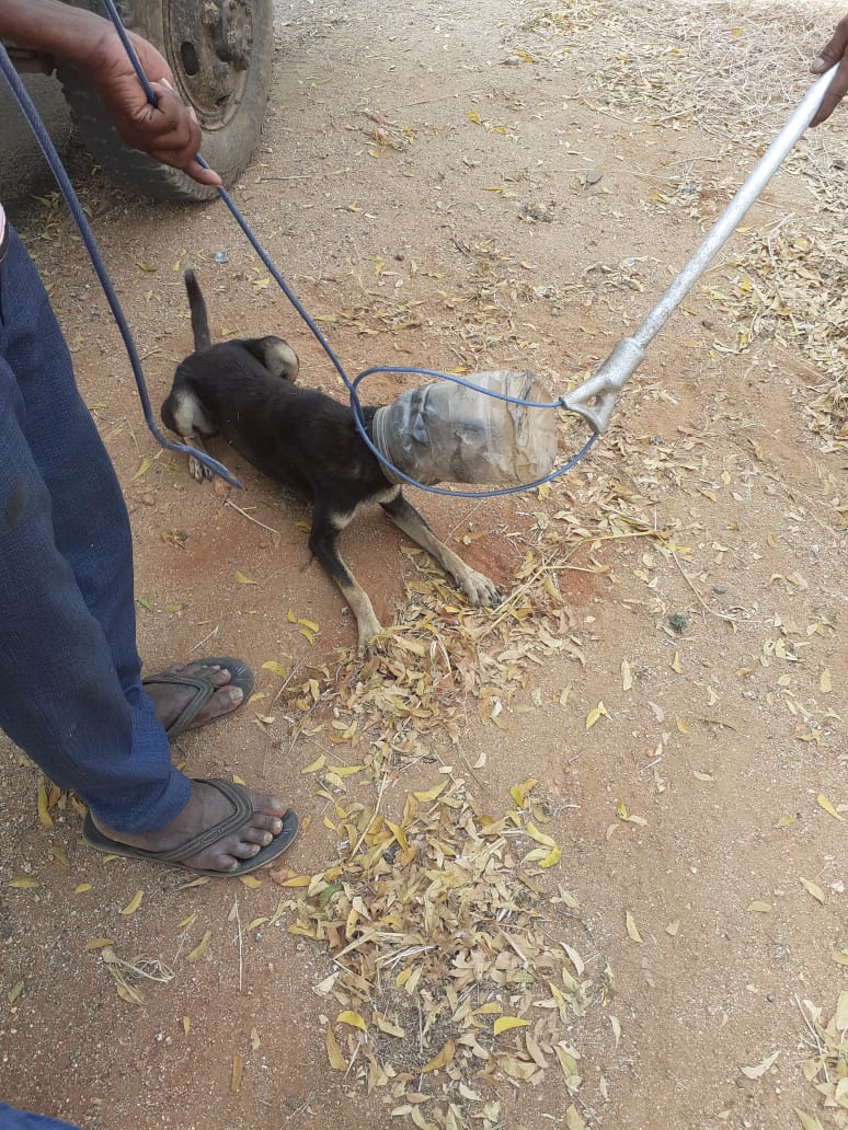 Dog with Plastic Bottle Stuck on Head! – Karuna Society for Animals and  Nature