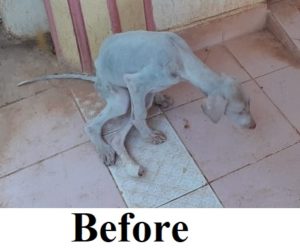 2020 02 14 Dog White Back Legs Paralysed (3a)