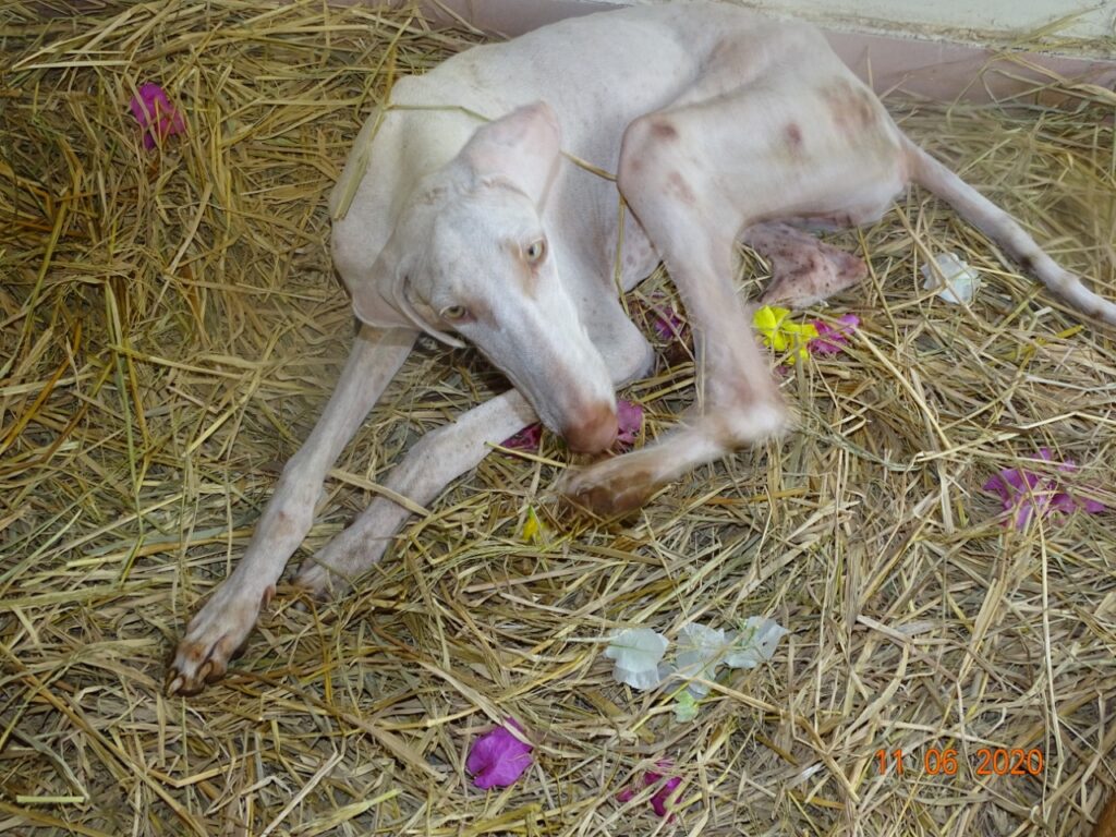 2020 06 12 Clinic Dogs on Straw by Crystal (3)