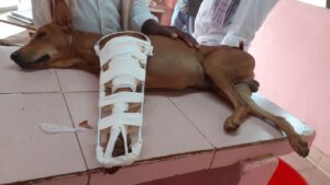 2020 06 14 Dog Brown Left Leg Broken Beating (4)