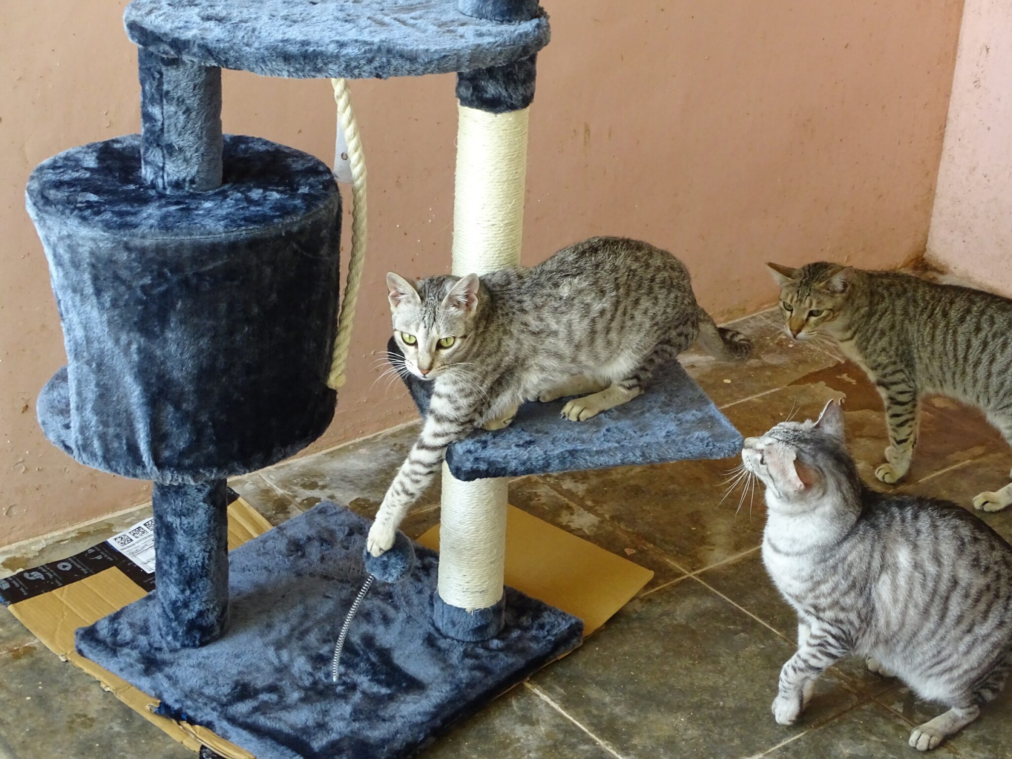 New Cat Toys Thanks to Help Animals India! – Karuna Society for Animals and  Nature