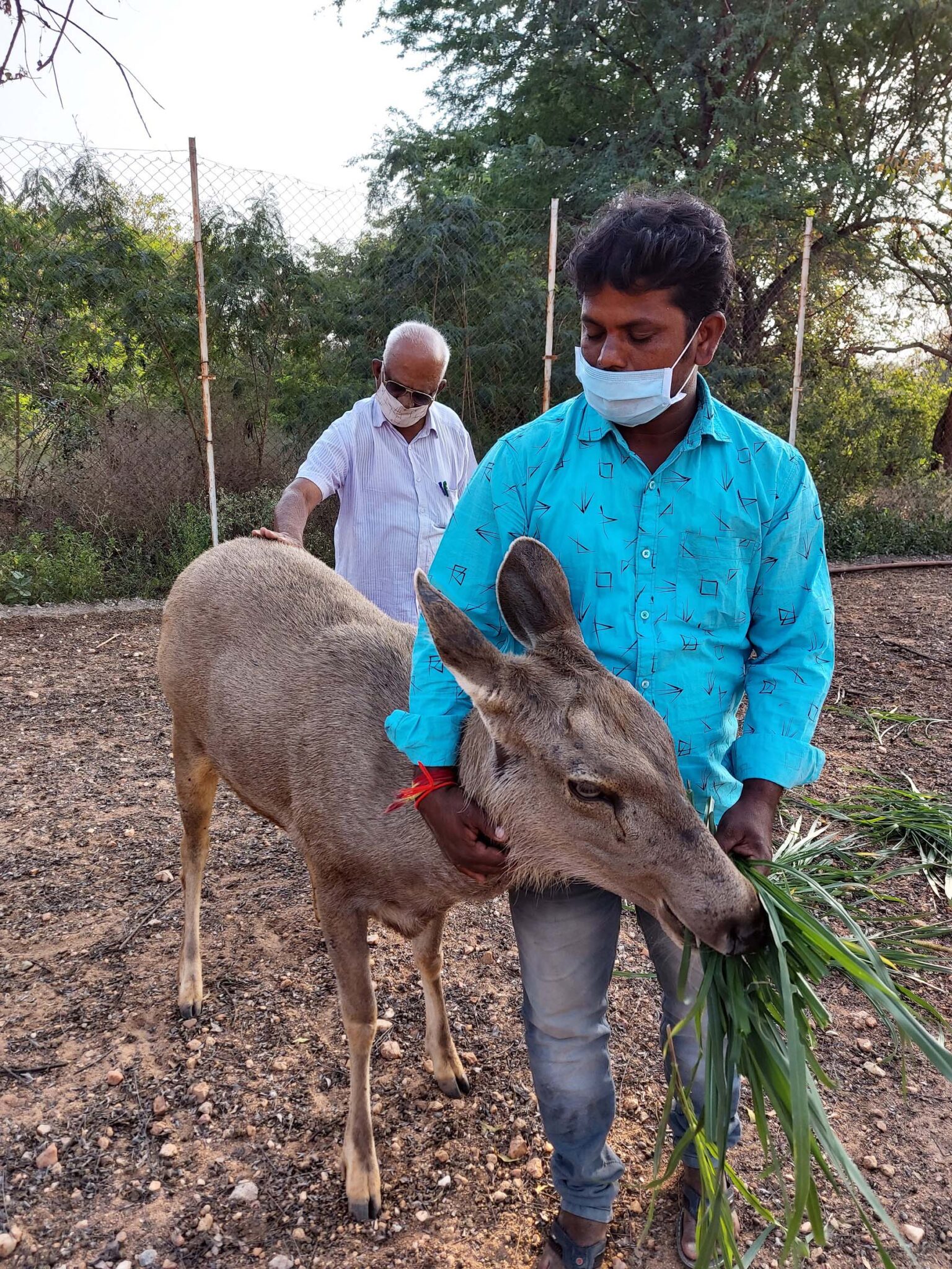 Treatment of a Sambar Deer – Karuna Society for Animals and Nature