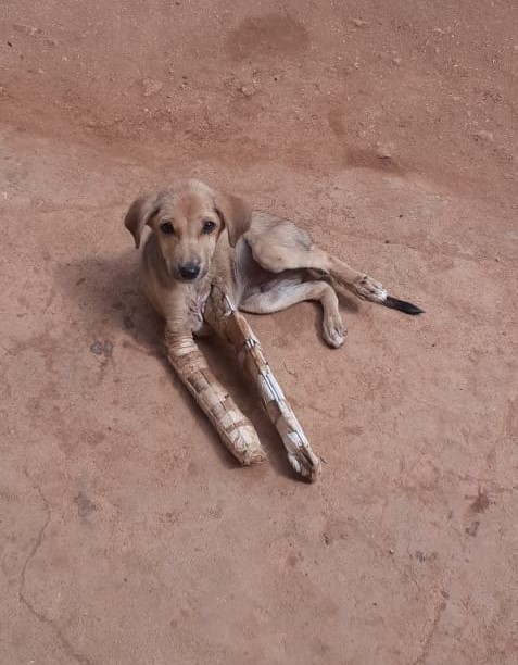 Puppy with Two Broken Front Legs – Karuna Society for Animals and Nature